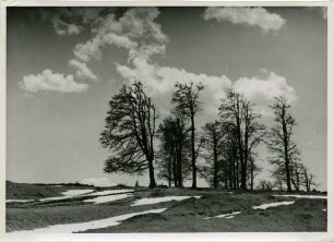 Baumgruppe