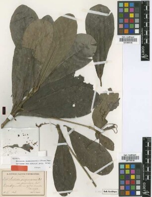 Ardisia purpurascens Urb. var. genuina Urb.