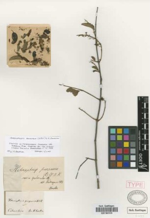 Heteropterys purpurea (L.) Kunth var. puberula Nied.