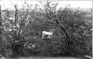 Photographien von Lappland. Junges Rentier