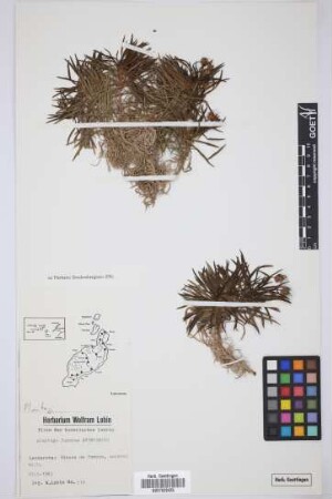 Plantago famarae Svent.