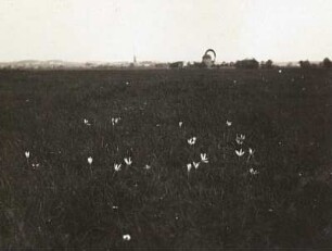 Auwiese mit Herbstzeitlose (Colchicum autumnale)