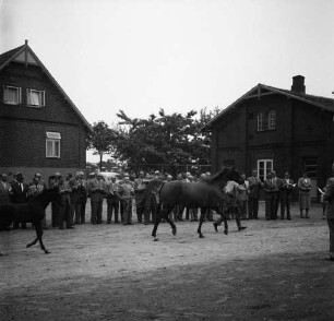 Gestüt "Buchenhof": Vorführung der Traber: Präsentation des Hengstes "Permit": dahinter Besucher: im Hintergrund Wohn- und Wirtschaftsgebäude