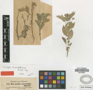 Mercurialis alternifolia Hochst. ex Baill.