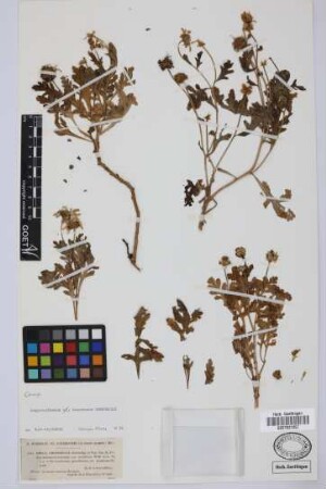 Ismelia coronopifolia (Willd.) Sch.Bip.