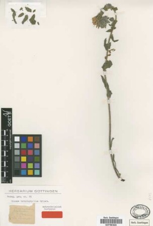 Onosma heterophyllum Griseb. [type]