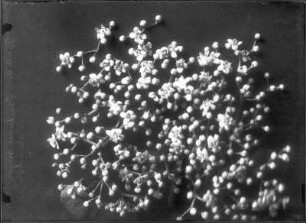 Blütenstand des Schwarzen Holunders (Sambucus nigra)