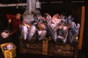 Arbeiter auf dem Fischmarkt
