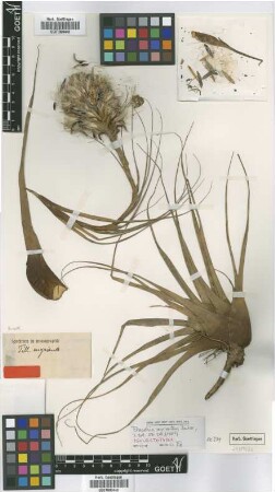 Tillandsia myriantha Baker [type]