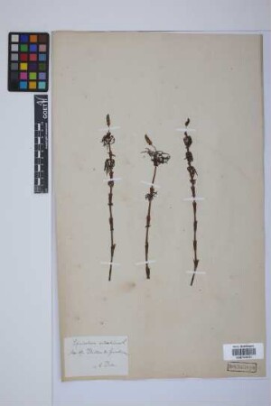 Equisetum sylvaticum L.