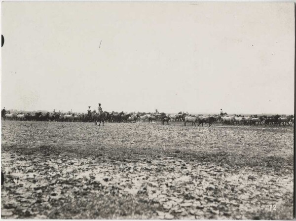 Herd of horses with shepherds