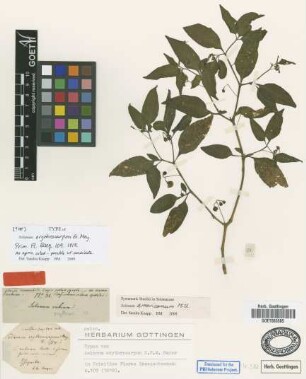 Solanum americanum Mill.