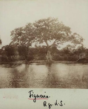 Feigenbaum, Rio Grande do Sul