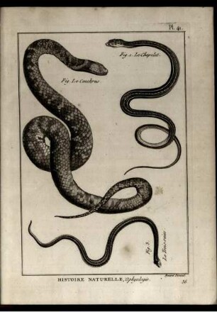 Pl. 41