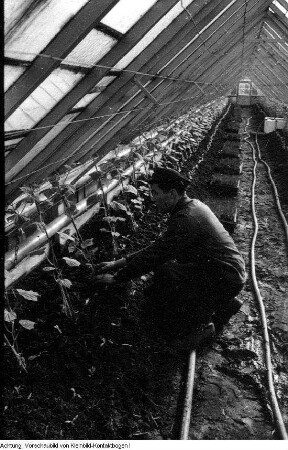 Dresden, Kaditz. Gärtnerische Produktionsgenossenschaft (GPG) Gartenbau Kaditz, Arbeit in den Gewächshäusern, 1959