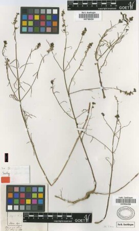 Stachys tenuifolia Janka [isotype]