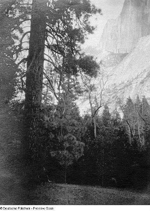 Kalifornien, Yosemite Valley, Vegetation, Bäume, Gegenüberstellung: Mensch / Baum