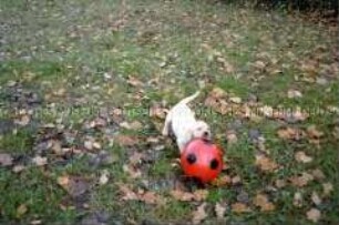 Hundewelpe spielt auf einer Wiese mit einem roten Ball (Altersgruppe 14-17)
