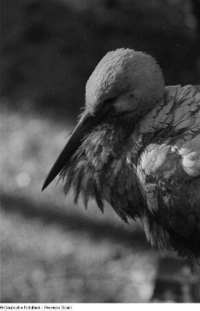 Vogel (Storch)