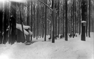 Wildfütterung am Leichenweg