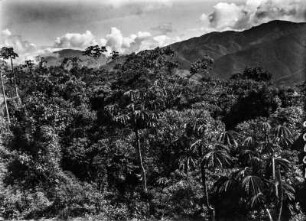 Yungawald : Berglandschaft mit Yungavegetation
