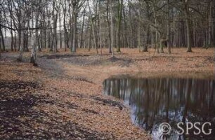 Potsdam, Park Sacrow, Durch die ABM zum Teil ausgekofferte Thusnelda-Senke.