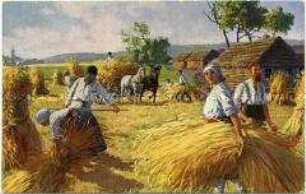 Gertreideernte (in Russland?)