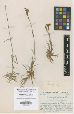 Dianthus gratianopolitanus Vill.