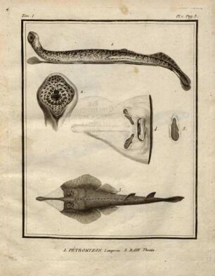 Tom I. Pl. I. Pag. 3. 1. Pétromyzon Lamproie. 3. Raie. Thouin.