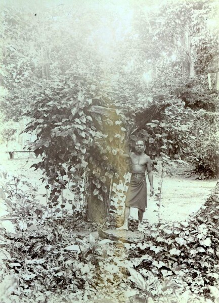 "A tree overgrown with betel pepper ankilam in Kaluan with bos Loro in Panégendu"