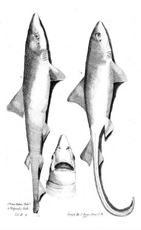 Tab B6