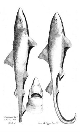 Tab B6