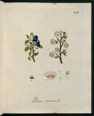 Prunus spinosa L.