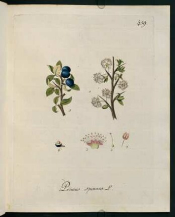 Prunus spinosa L.