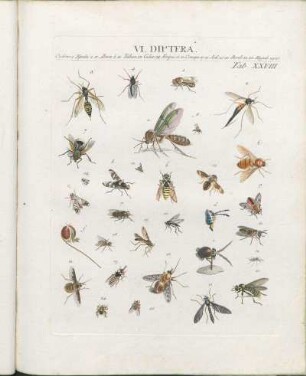 VI. Diptera.