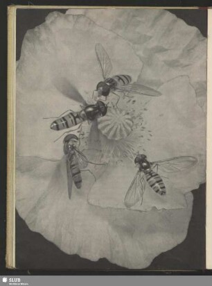 Schwebefliegen auf Mohnblüte, Syrphen