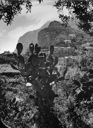 Reisefotos. Capri. Kaktus