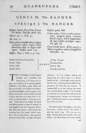Genus IX. The Badger