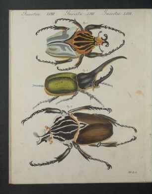 Tafel: Insecten LVIII. [...]