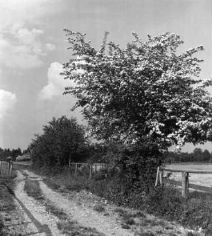 Diverse Blumen und Blüten. Baumblüte an einem Feldweg