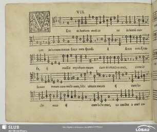 VII Veni in hortum meum