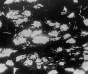 Übergang der Pechkohle in Stinkkalk (Stach) : Geologie | Kohlengeologie | Das mikroskopische Bild der Kohle (Mikroskopische Kohlenpetrographie)