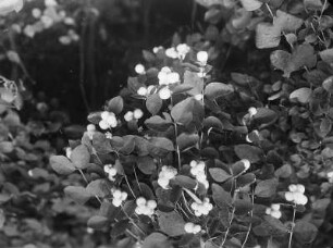 Unbekannter Ort. Schneebeeren (Symphoricarpos)