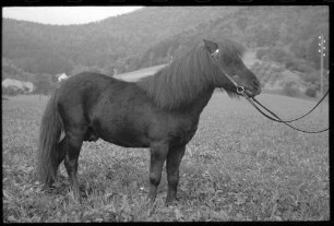 Glotterbad: Shetland Pony, Tochter Wiards