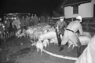 Großbrand in einem Schweinestall der landwirtschaftlichen Versuchsanstalt Forchheim