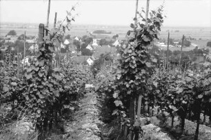 Seefelden: Weinberge bei Seefelden; mit Ort
