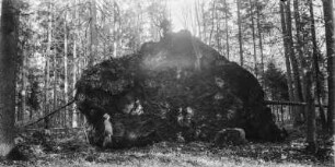 Wurzelstock : Der Wurzelstock eines umgestürzten Baumes.
