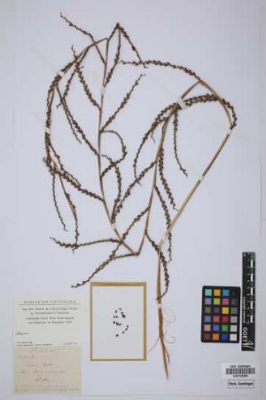 Calamus