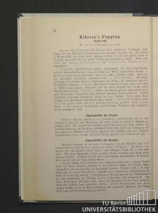Ribston's Pepping. Tafel 30.