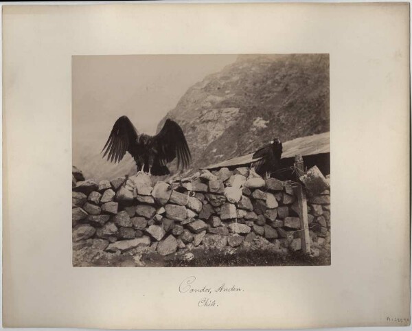 Condor in the Andes